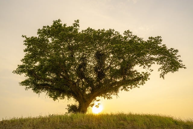 QueerPflege-LSBTIQ-Pflege Ein großer Baum steht auf einem offenen Feld, hinter ihm geht die Sonne unter und wirft einen warmen Schein auf die Szene.